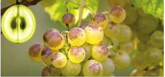 你准备好成为知名酿酒师了吗？酿造物语手机版》带你深入葡萄酒文化！