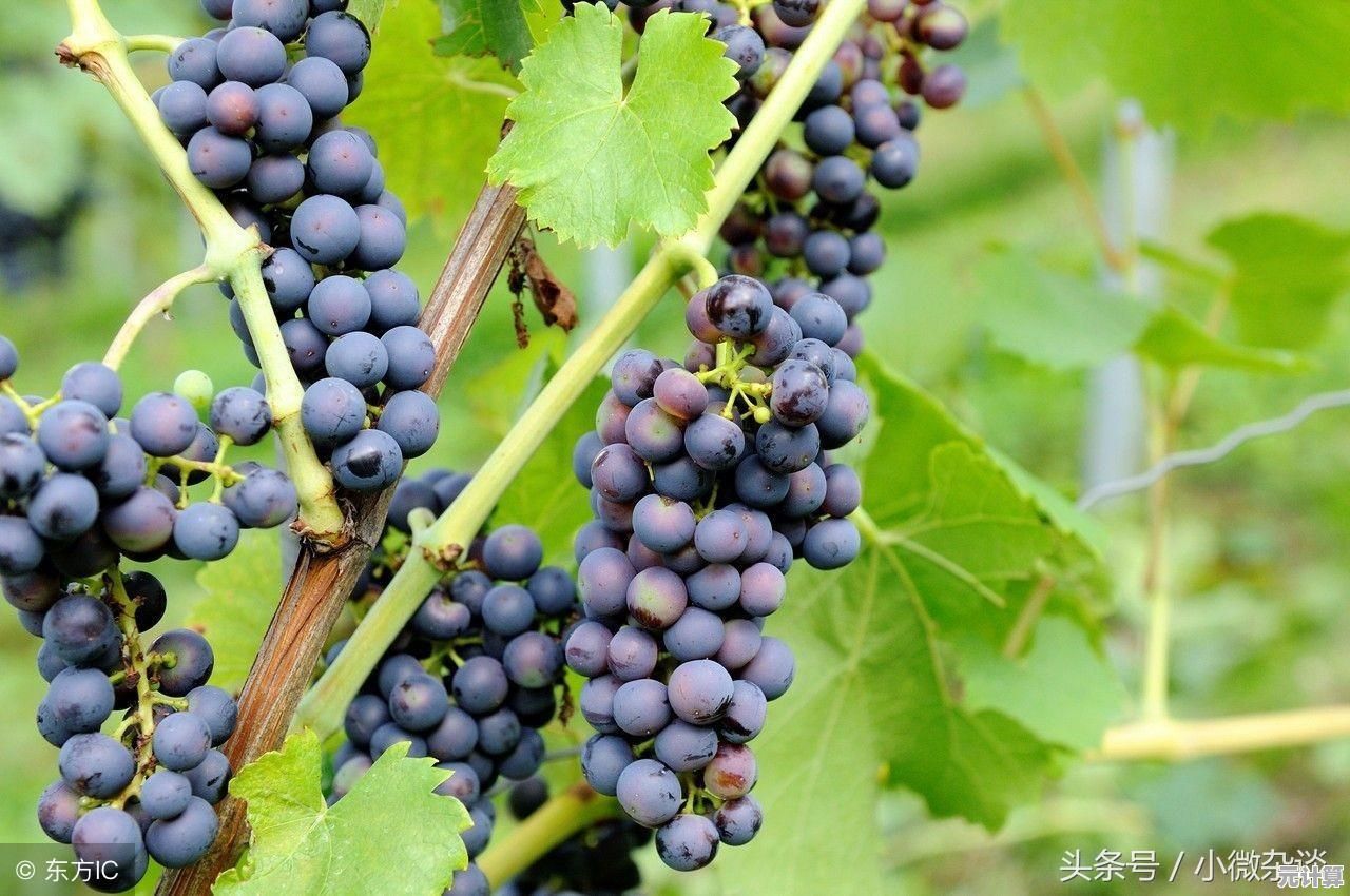 你准备好成为知名酿酒师了吗？酿造物语手机版》带你深入葡萄酒文化！