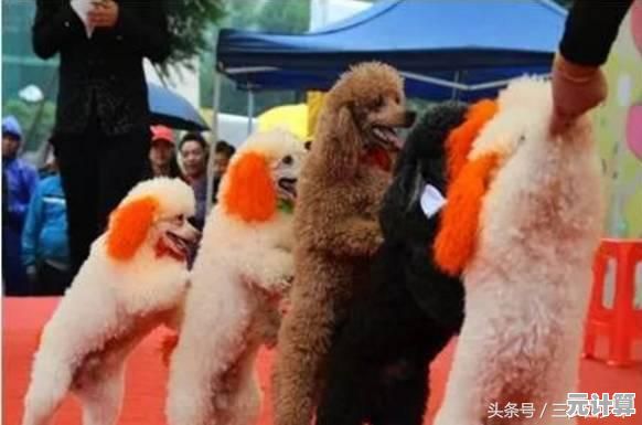 萌宠射击大乱斗"难道不是你的下一款必备射击手游吗？