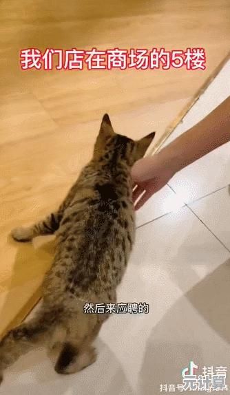 想成为最受欢迎的猫咖店长吗?萌宠养成系》让你体验超治愈的宠物经营乐趣! 想成为最受欢迎的猫咖店长吗?萌宠养成系》让你体验超治愈的宠物经营乐趣!