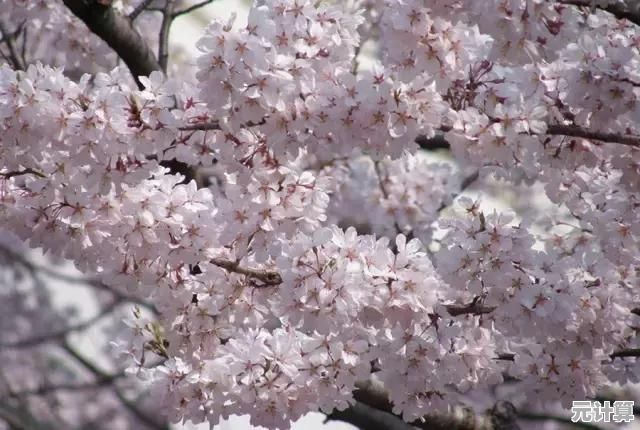 还在寻找浪漫邂逅？樱花恋爱手册》带你探索心动瞬间！