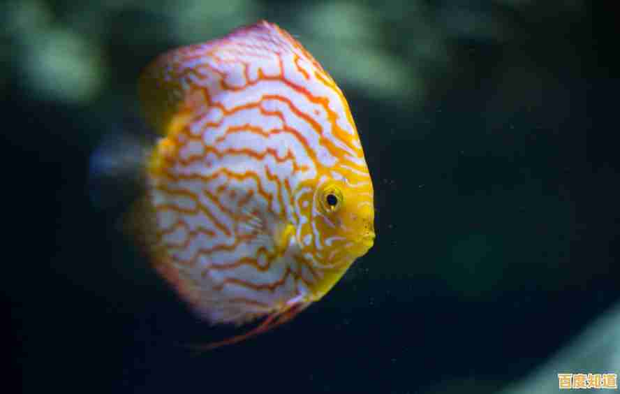 遇到蓝牙耳机搜索难题？小鱼手把手教你轻松配对连接