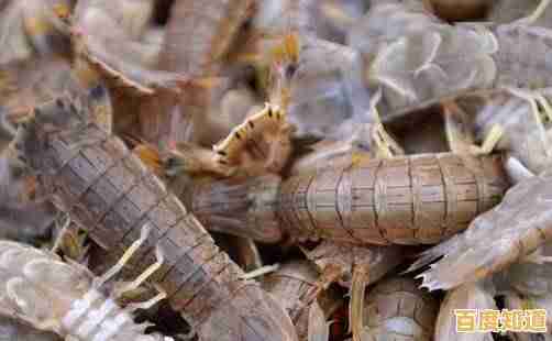 快速学会剥皮皮虾:完整指南与窍门解析