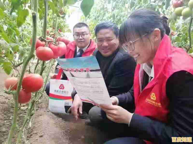 山东农村信用社：深耕乡村沃土，谱写振兴新篇章的服务实践