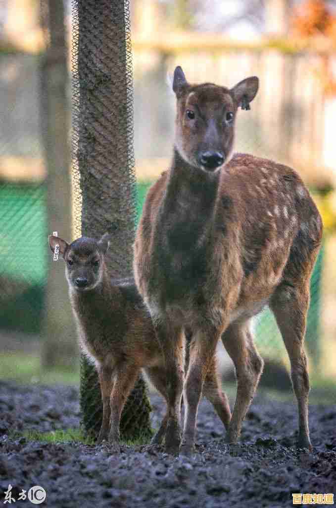 空闲动物园管理员"谁说经营动物园只能枯燥乏味？